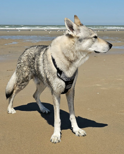 Albireo Echelon Wolf